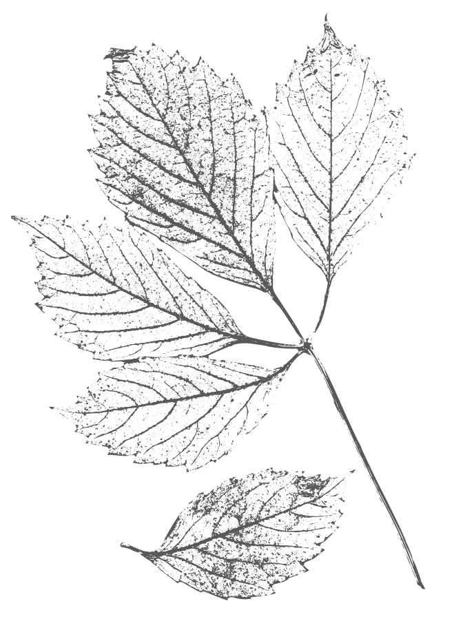 Eine detaillierte Schwarzweißillustration von fünf strukturierten Blättern an einem Stiel.